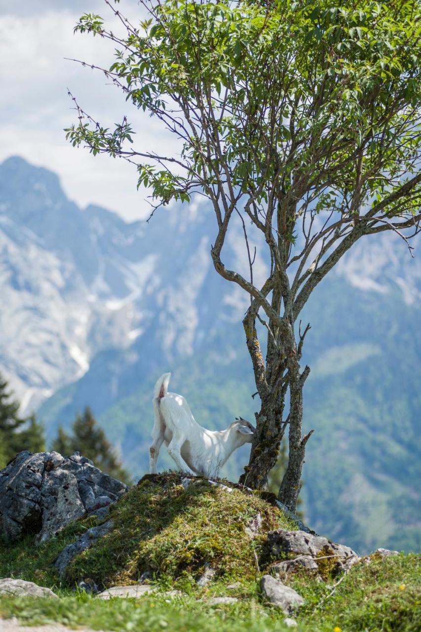 Ritzau Alm Hotel Ebbs Zewnętrze zdjęcie